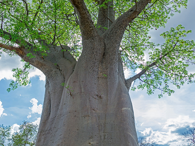BAOBAB TREE, SOUTH LUANGWA NATIONAL PARK